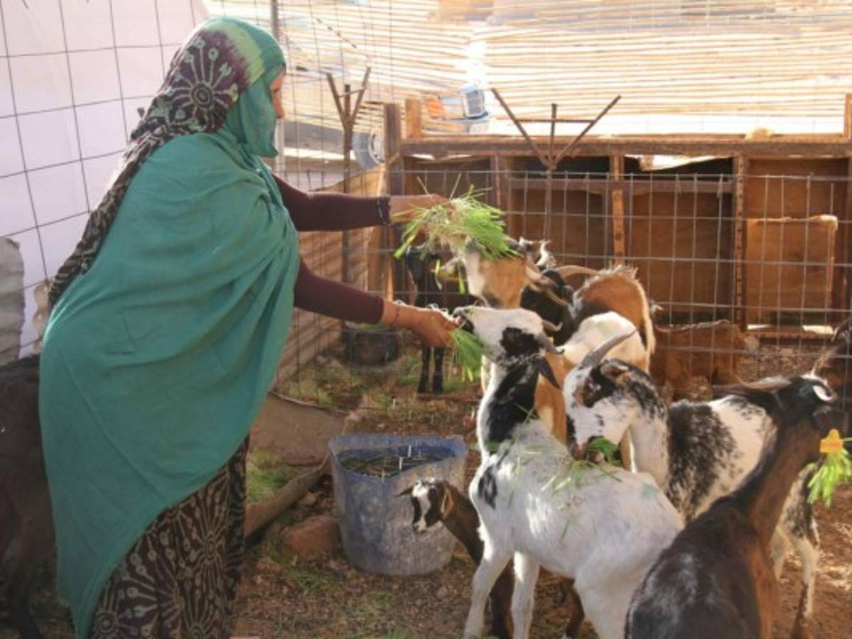 Growing food in the Sahara Desert