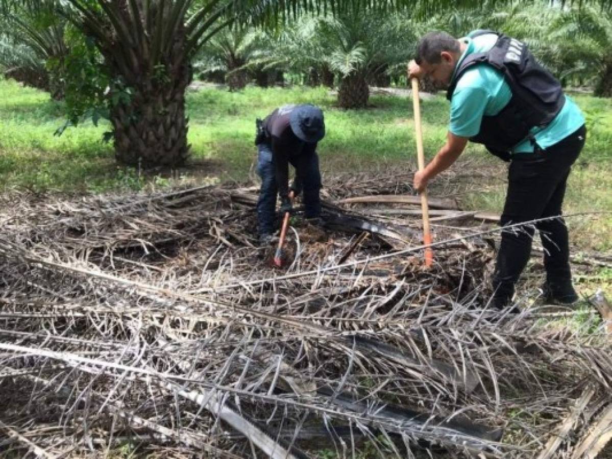 Los agentes rastrean pistas en una zona boscosa de Tela.