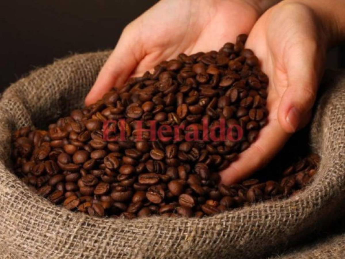 El café ha dejado a Honduras $559 millones por exportaciones