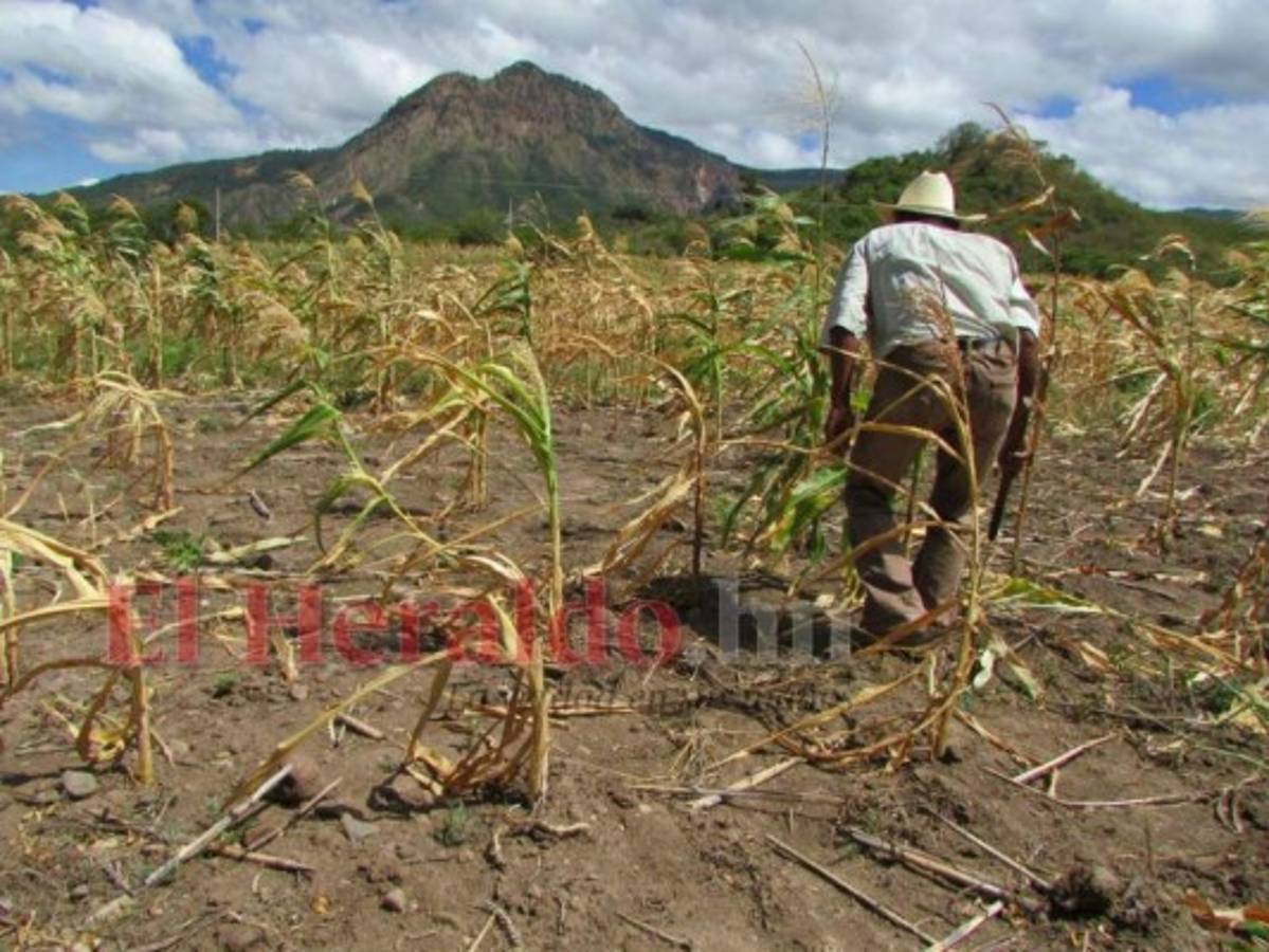 'Emergencia alimentaria' aumentaría de junio a agosto de 2021 en el norte de Centroamérica