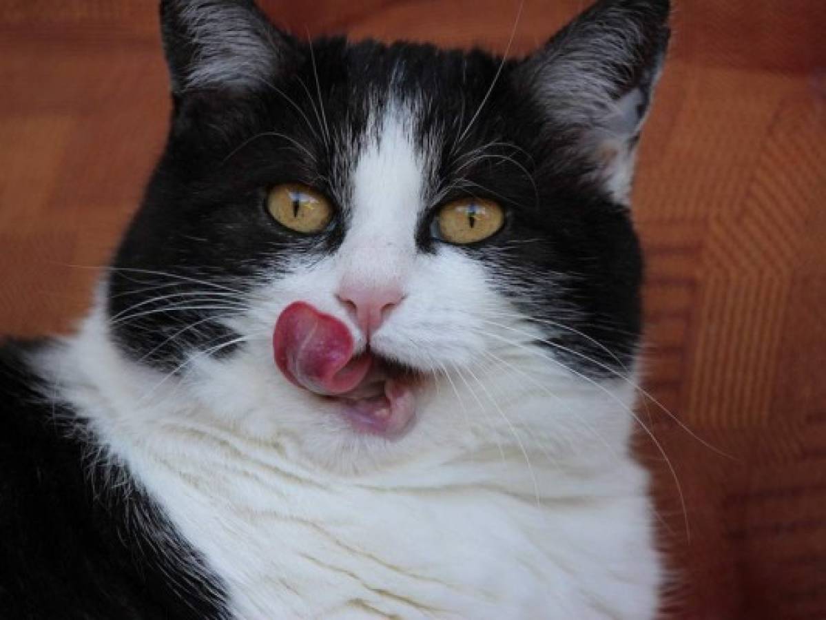 ¿Cómo los gatos utilizan su lengua para mojar su pelaje?