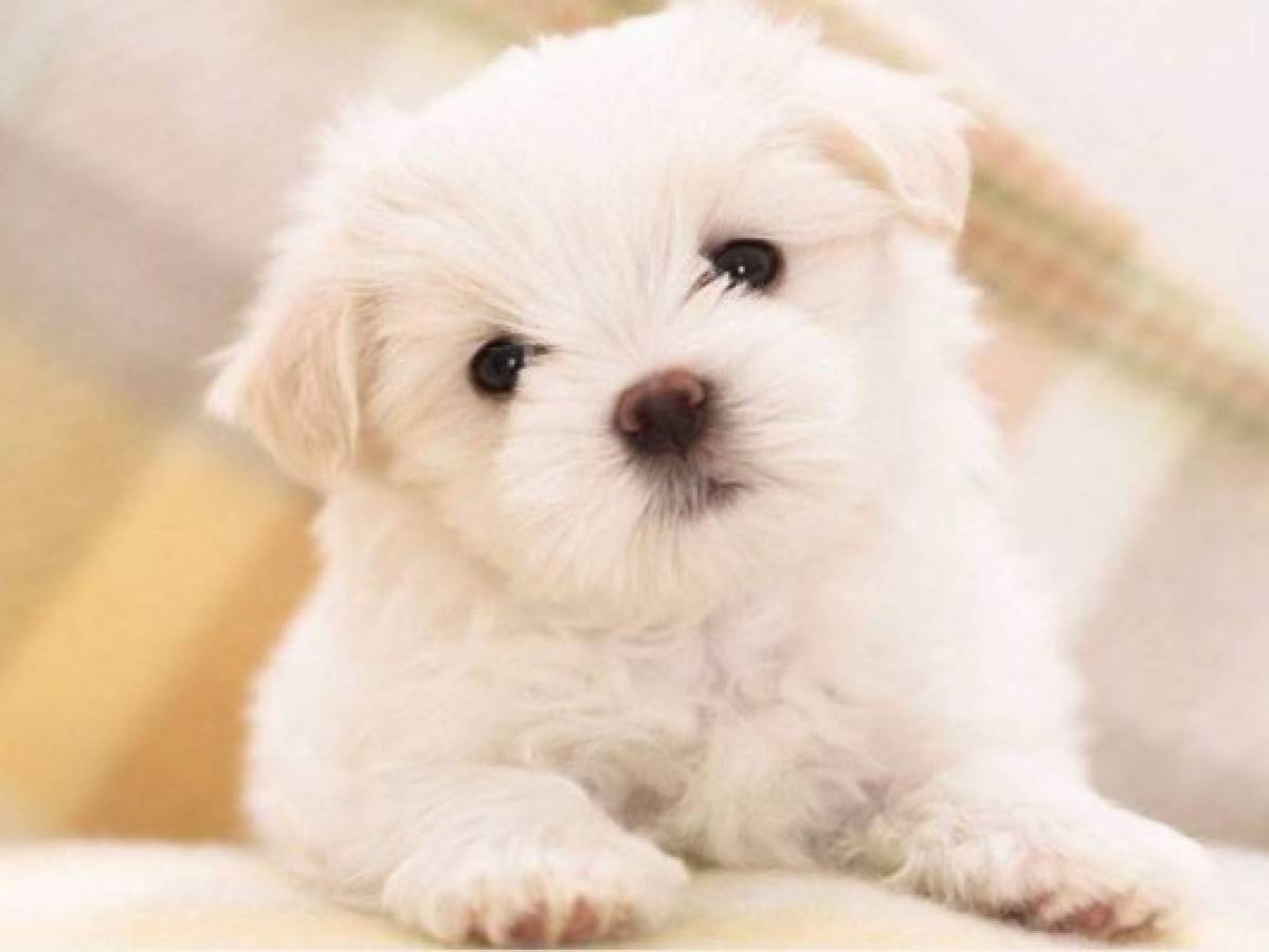 Las 7 razas de perros más pequeñas y tiernas del mundo