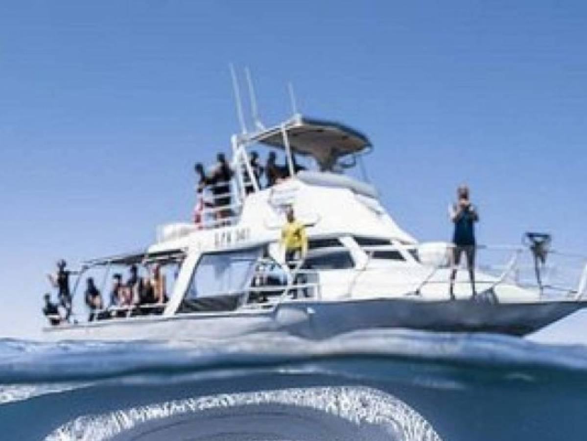 Foto de tiburón ballena gigante debajo de un barco impacta en redes sociales