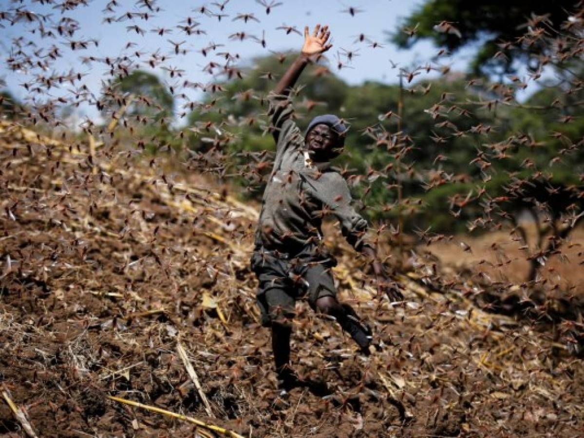 El clima da esperanzas a África ante la plaga de langostas  