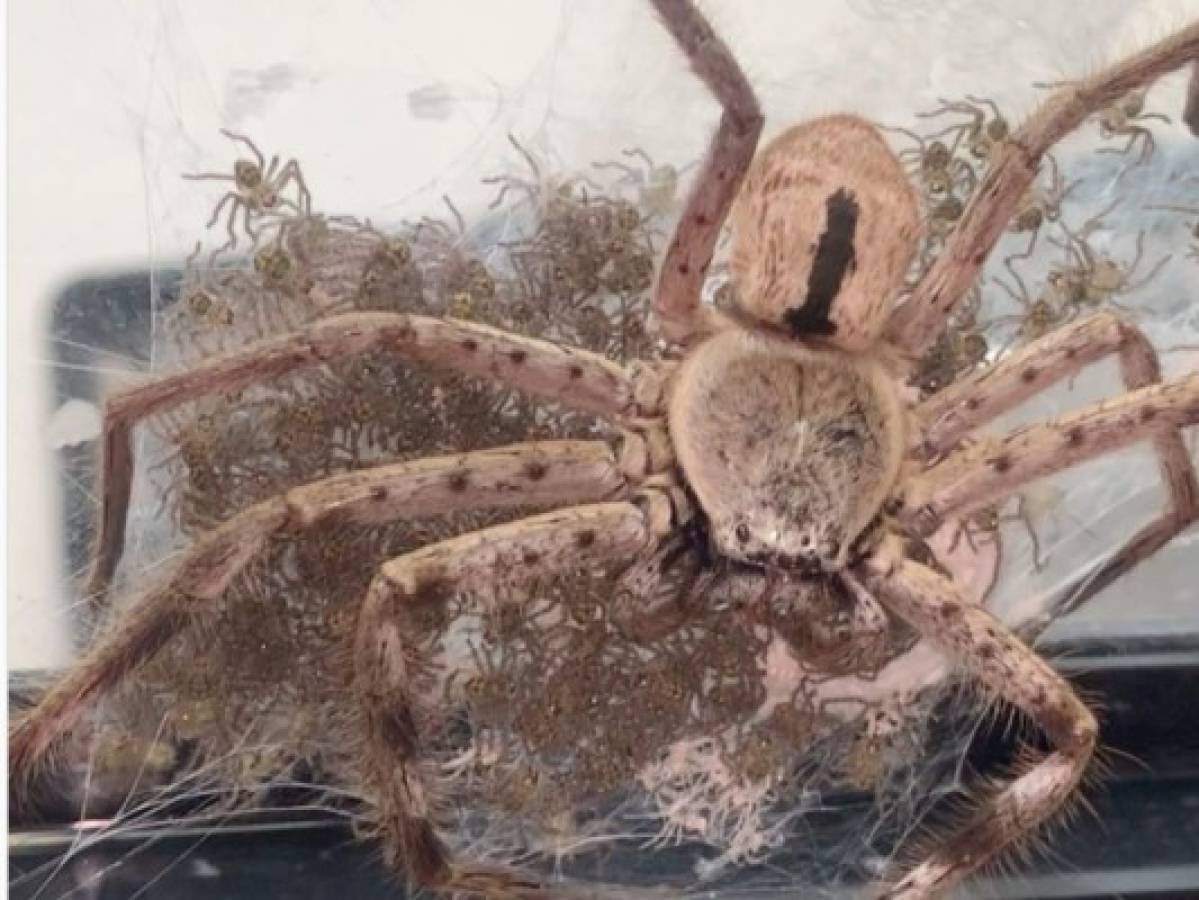 Mujer ayuda a enorme araña a dar a luz a sus 200 crías en Australia  