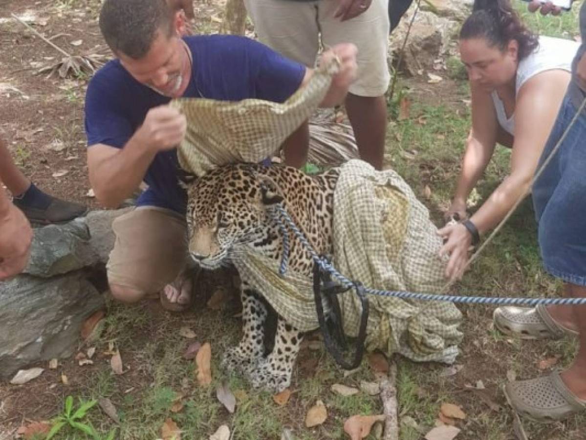 Jaguar embarazada de Little French Key nadó varios metros para salvarse del incendio