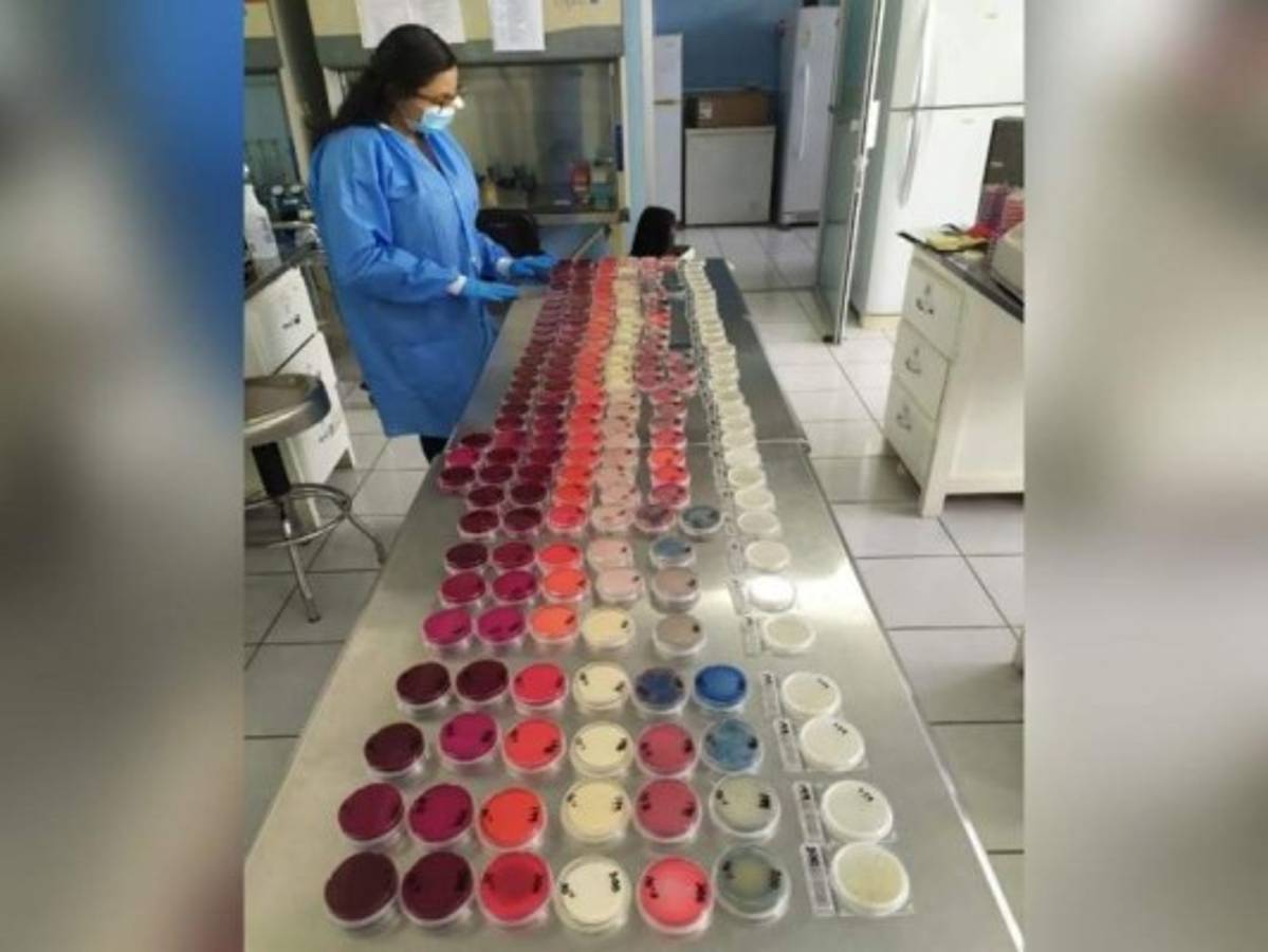 Tras el intercambio de conocimiento, los jóvenes estudiantes saldrán con mayores herramientas para realizar nuevas investigaciones.