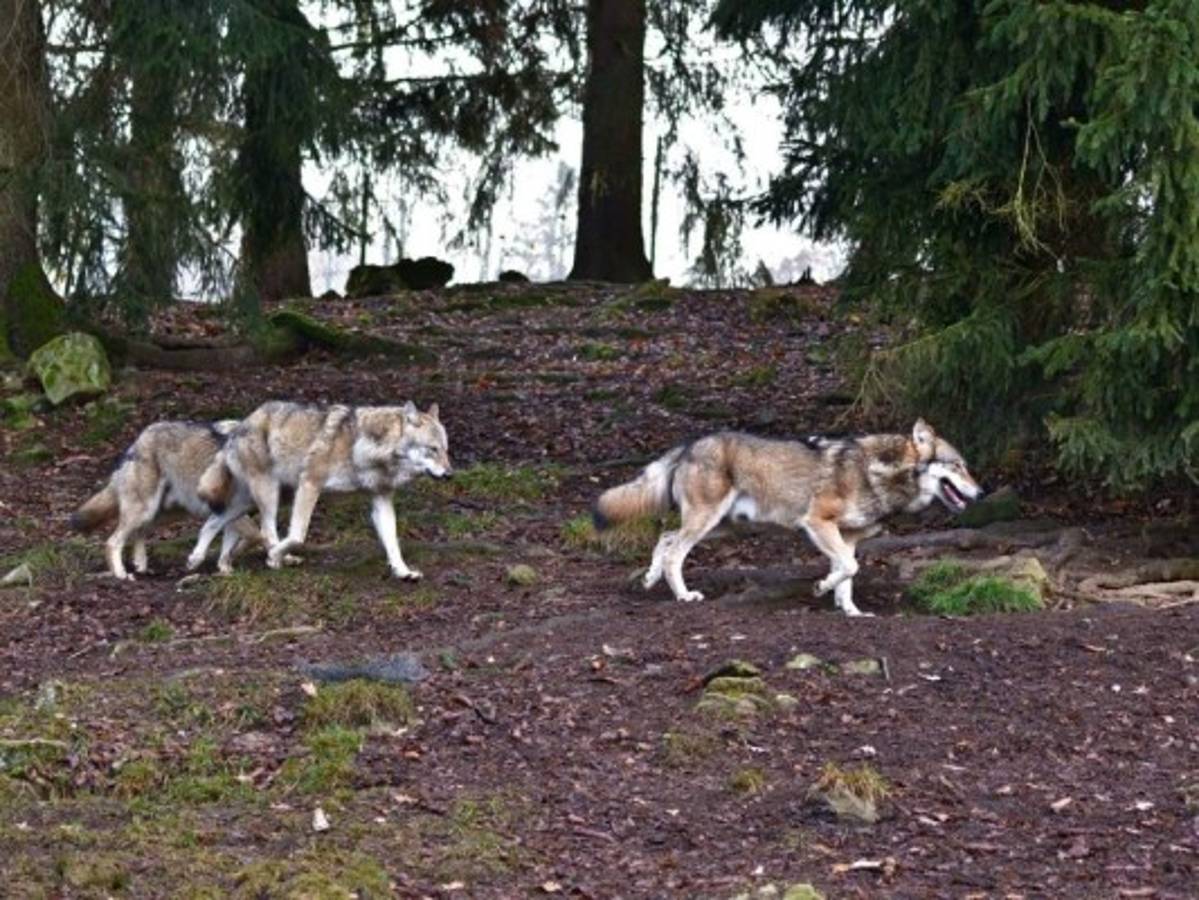 ¡Enhorabuena! Nacen cachorros de lobos por primera vez en 80 años en Colorado