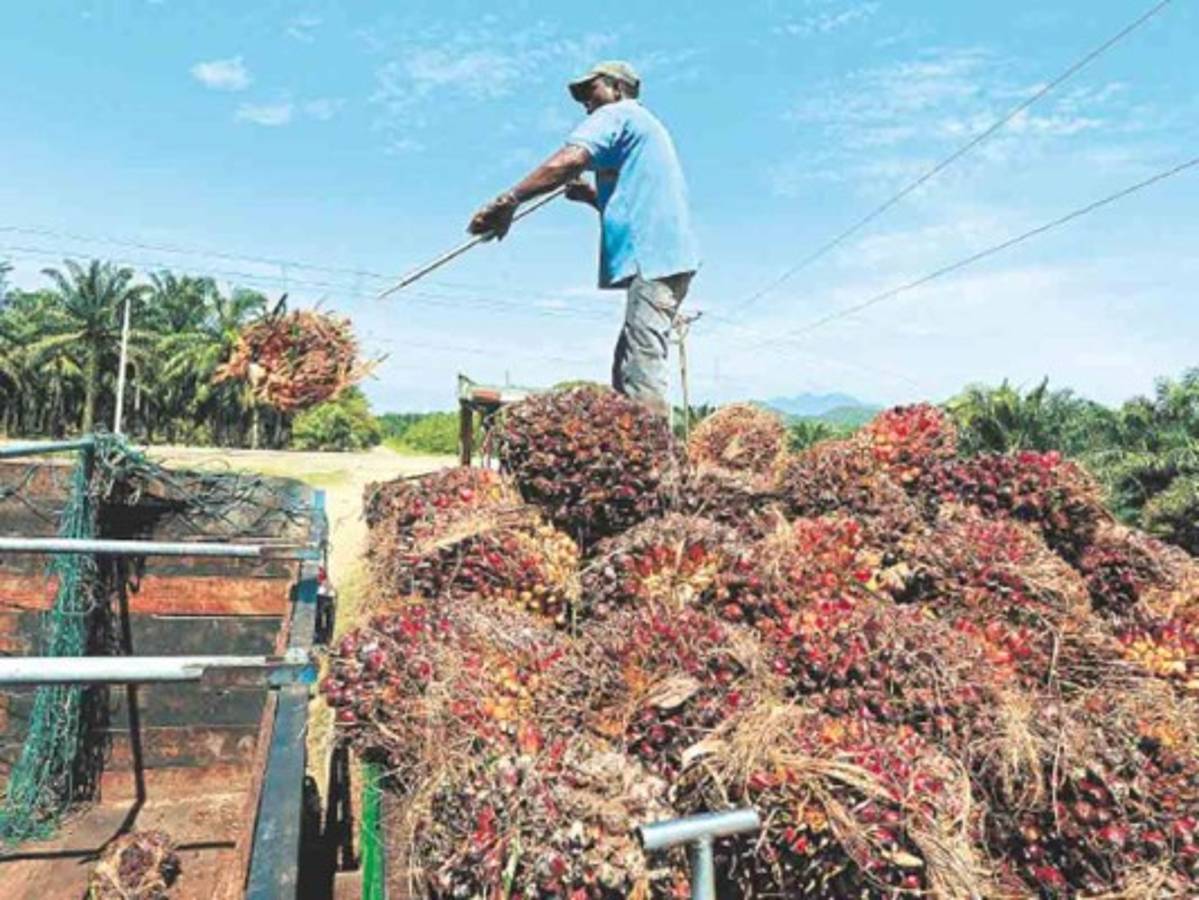 MUCA y MARCA dejaron de pagar las tierras que les vendió Miguel Facussé