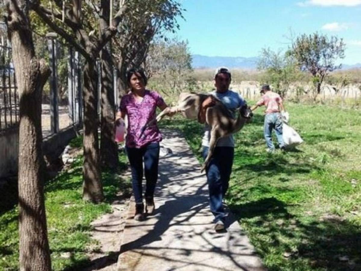 Comayagua: Rescatan a 37 venados cola blanca que estaban cautivos en haciendas