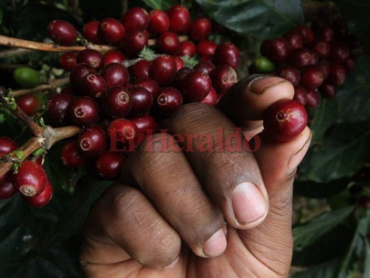 La exportación de café bajará en 200,000 quintales