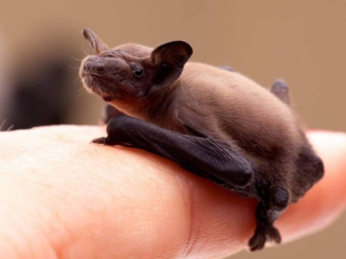 Estudio revela que algunas crías de murciélagos balbucean como los bebés