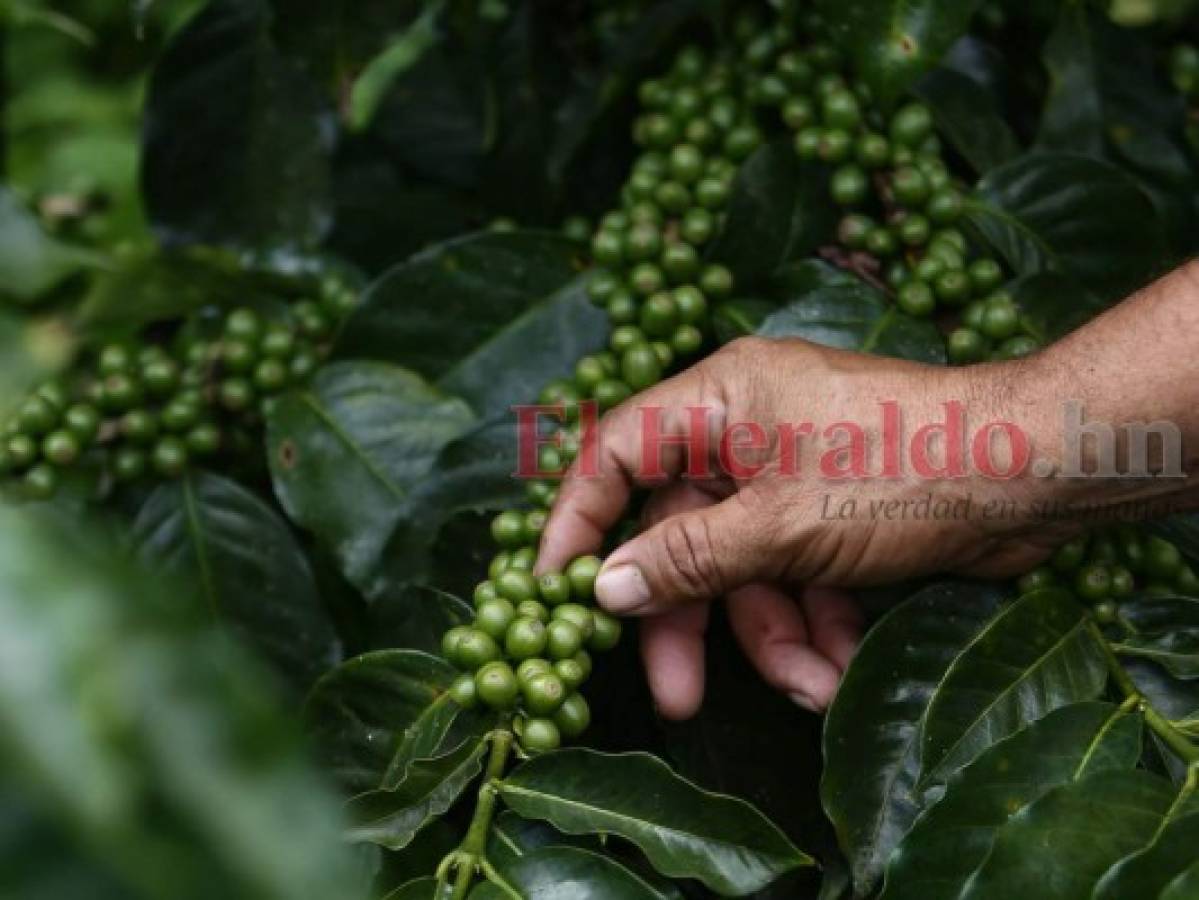 Producción de café en Honduras puede caer entre 2 y 3 millones de quintales en 2019