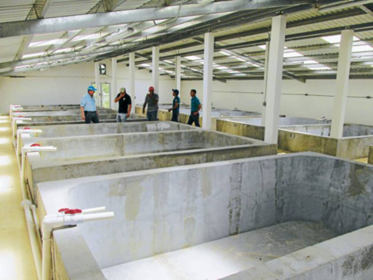 Reactivan investigaciones en centro acuícola de San Lorenzo