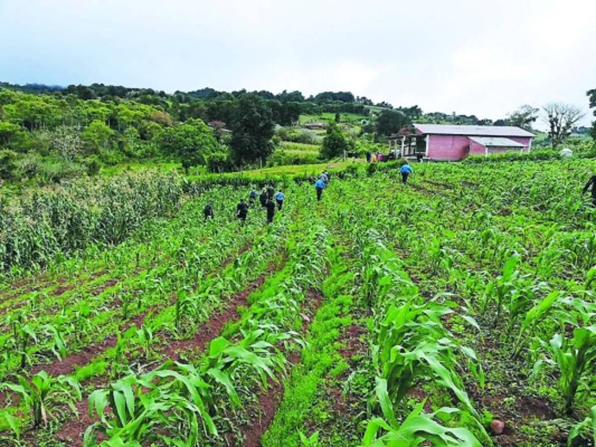 Honduras: Esposos matan a su cuñado y lo entierran en el patio de su casa