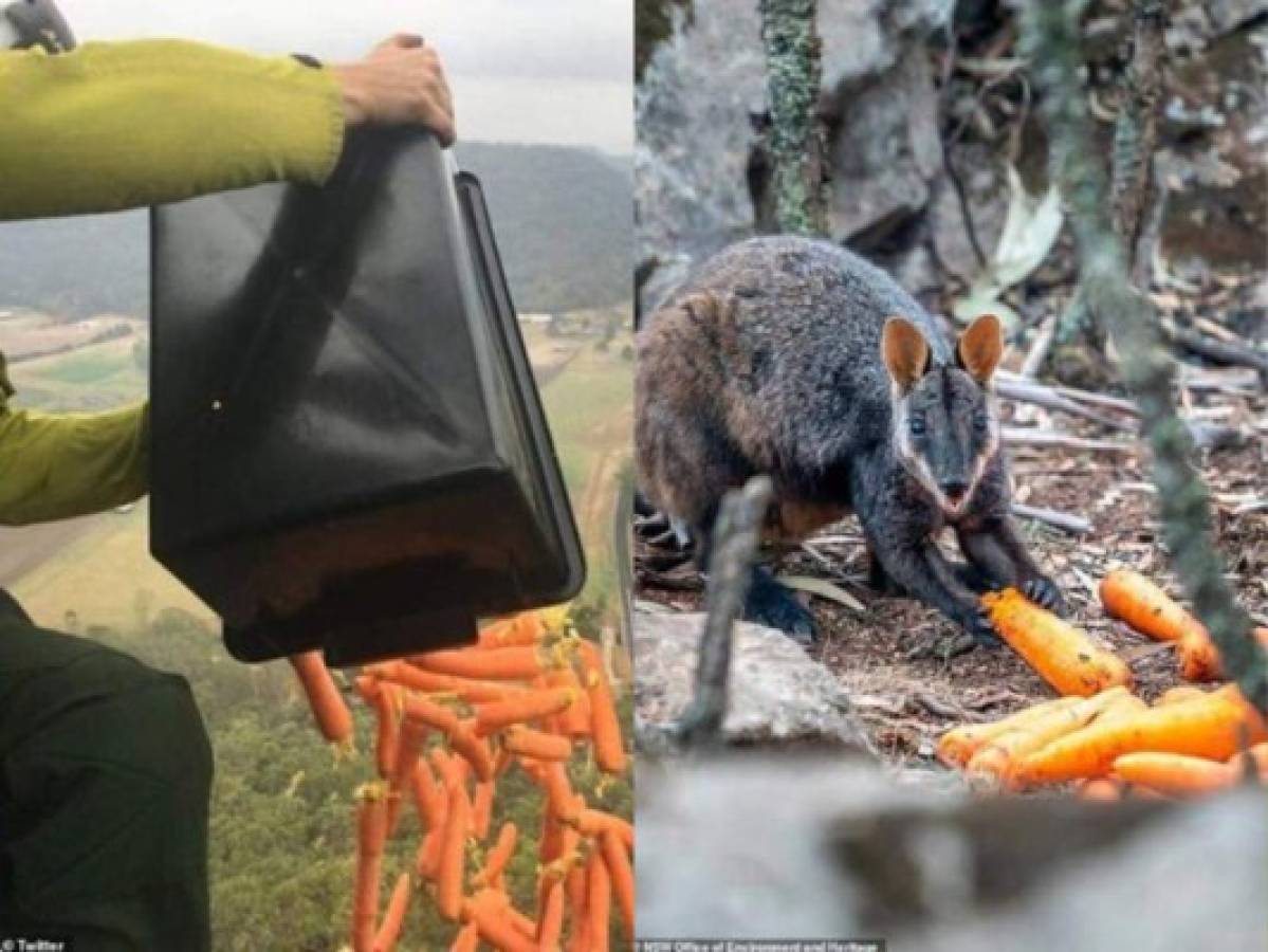 Australia: Desde helicópteros lanzan verduras a los animales afectados por incendios