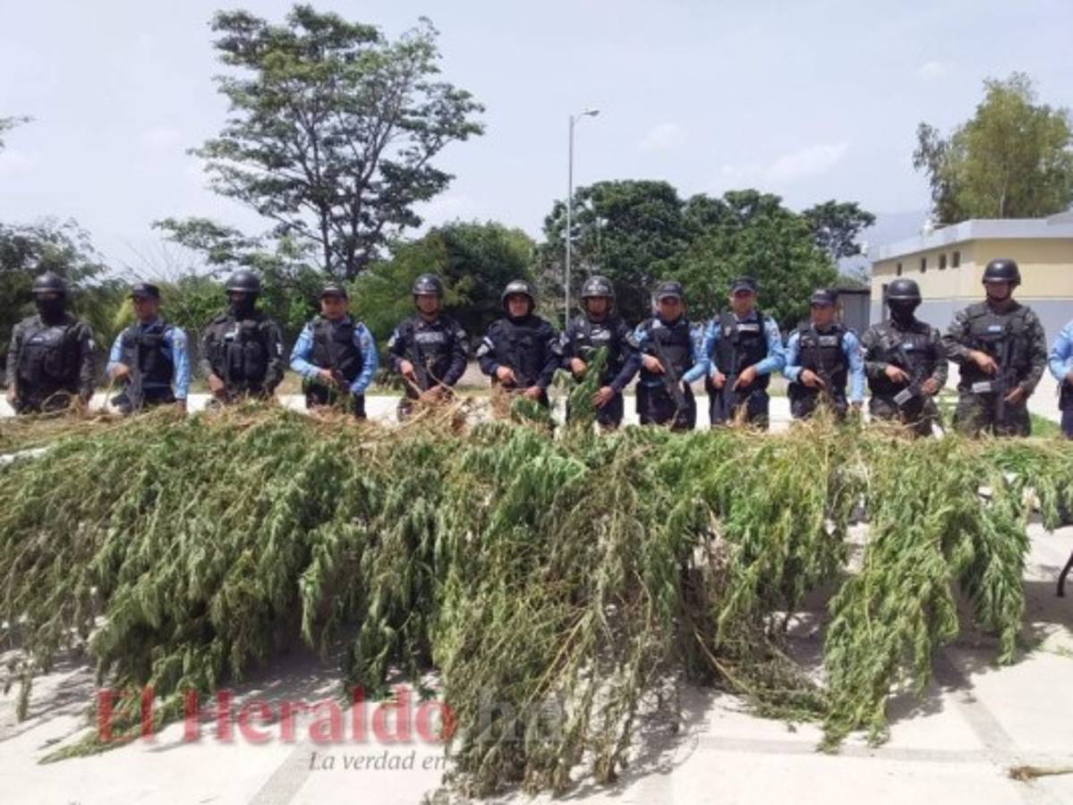 Detienen a hombre por sembrar 1,500 plantas de marihuana en Comayagua