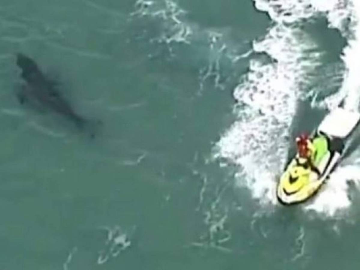 Un tiburón mata a un surfista en Australia