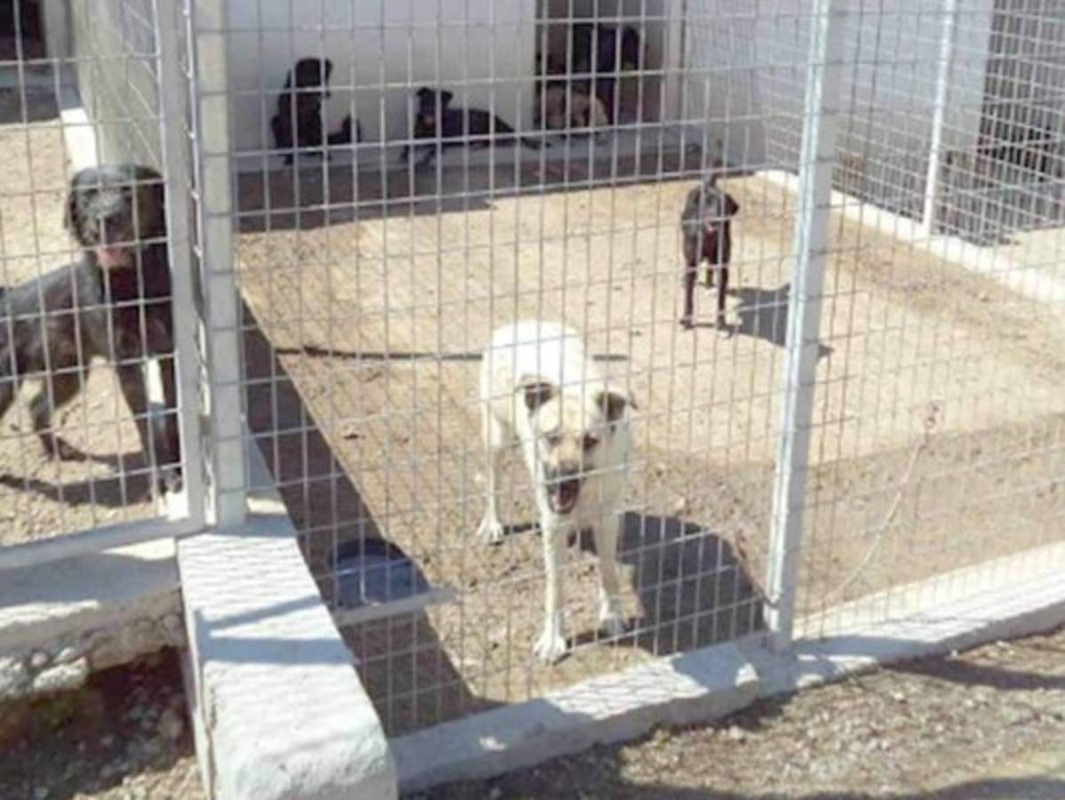 Una camisa de Cristiano Ronaldo puede salvar a 80 perros