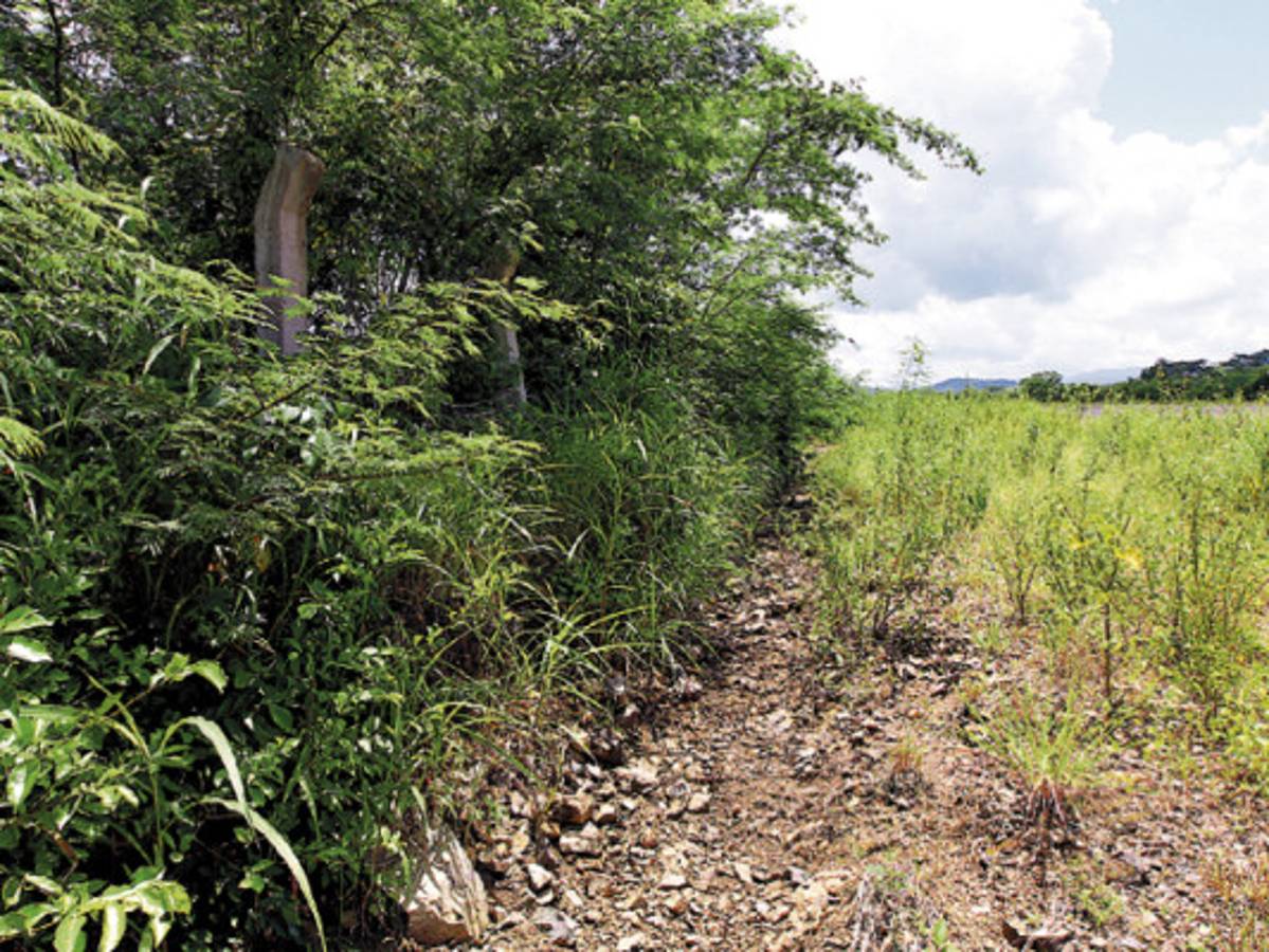 Guerra entre funcionarios hondureños por fondos de Cocesna