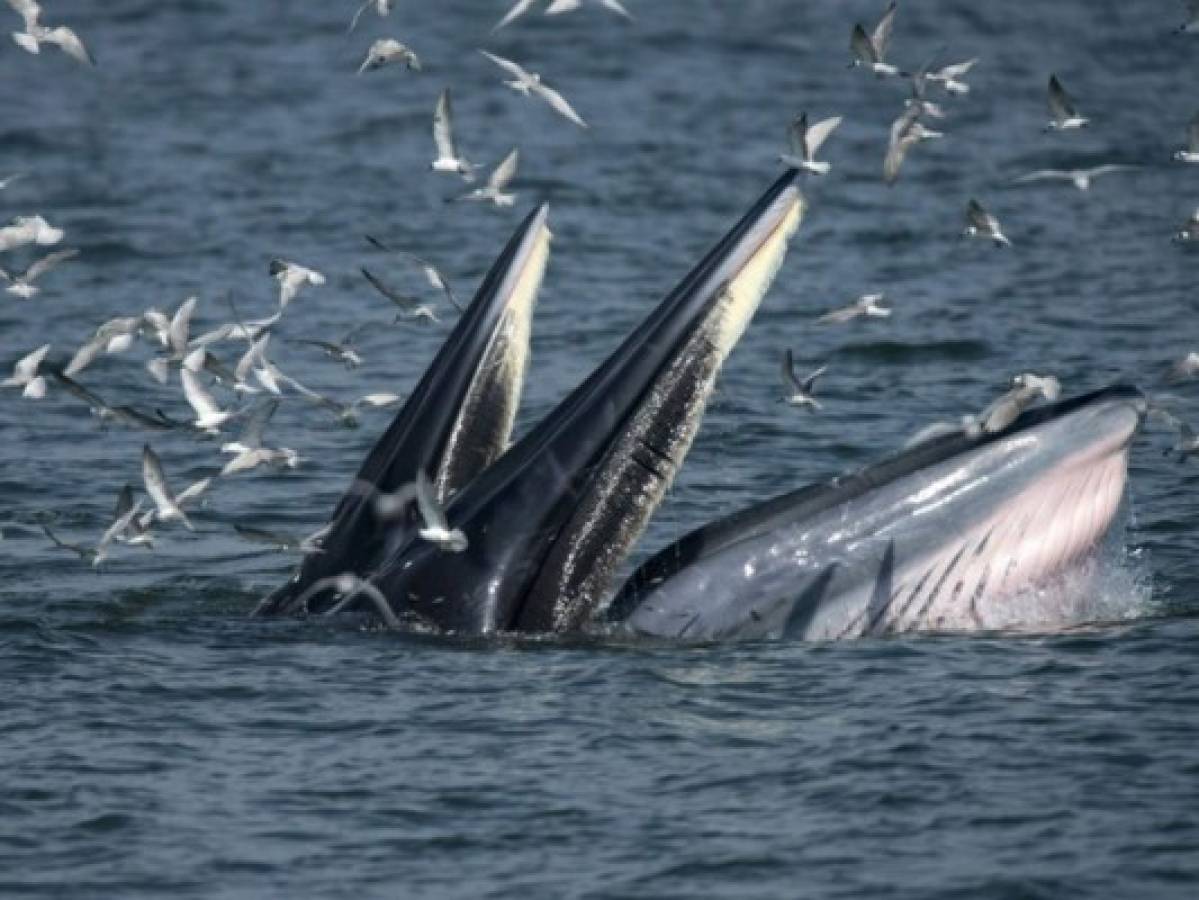 Buzo sobrevive milagrosamente tras ser tragado por una ballena en Sudáfrica