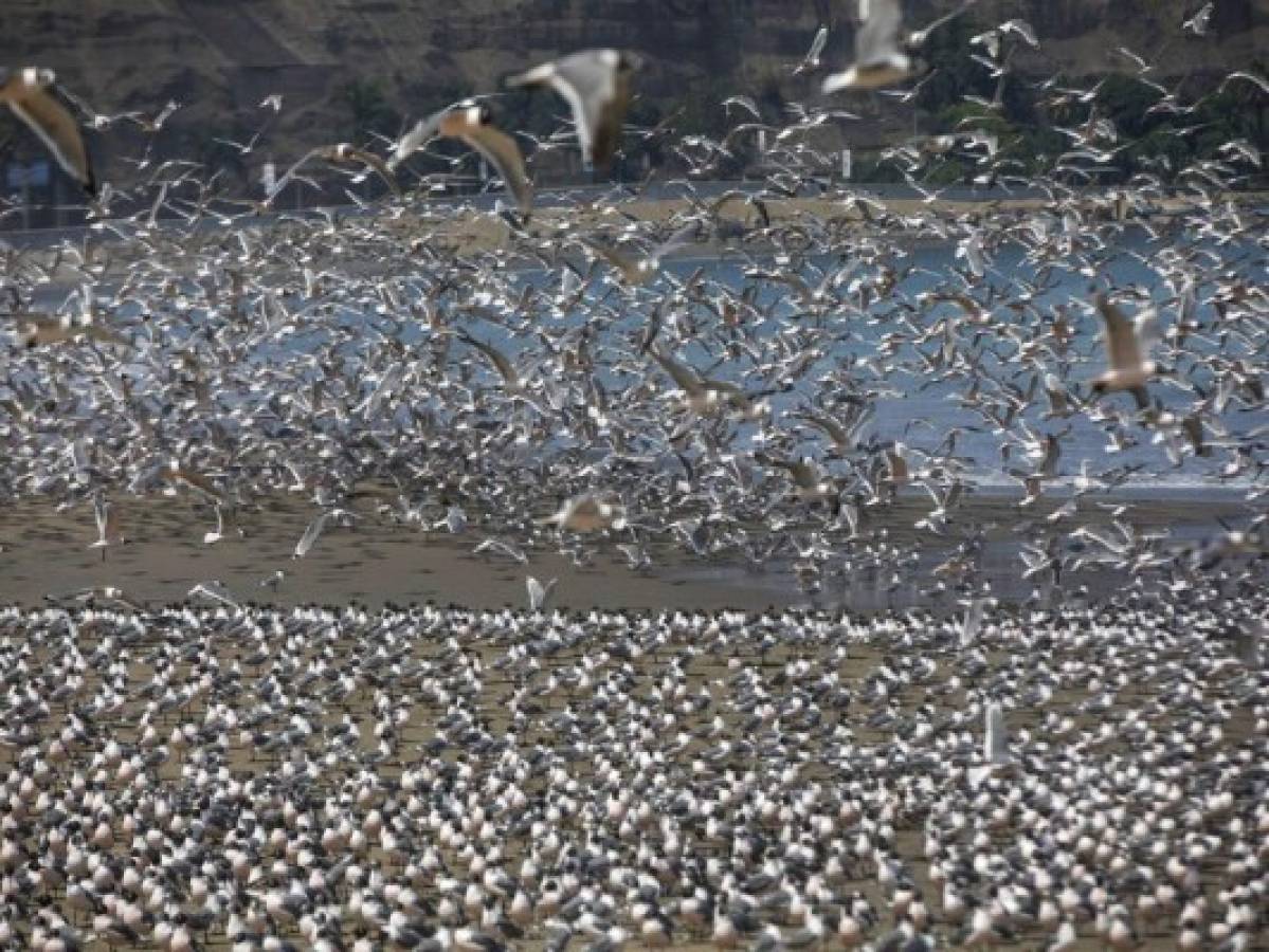 Pájaros toman playa de Perú vacía por coronavirus
