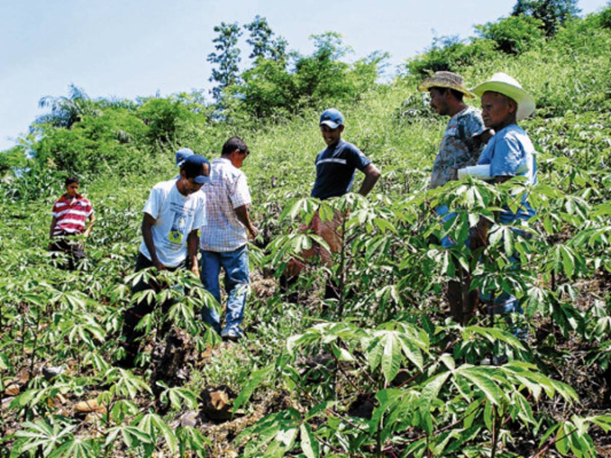 Exitosa producción de almidón en zona sur de Honduras