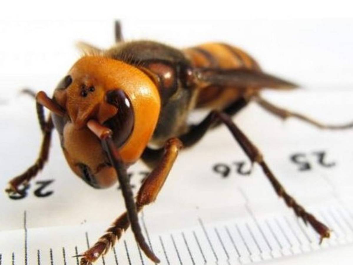 ¿Cómo diferenciar a la avispa asiática gigante de otras especies?