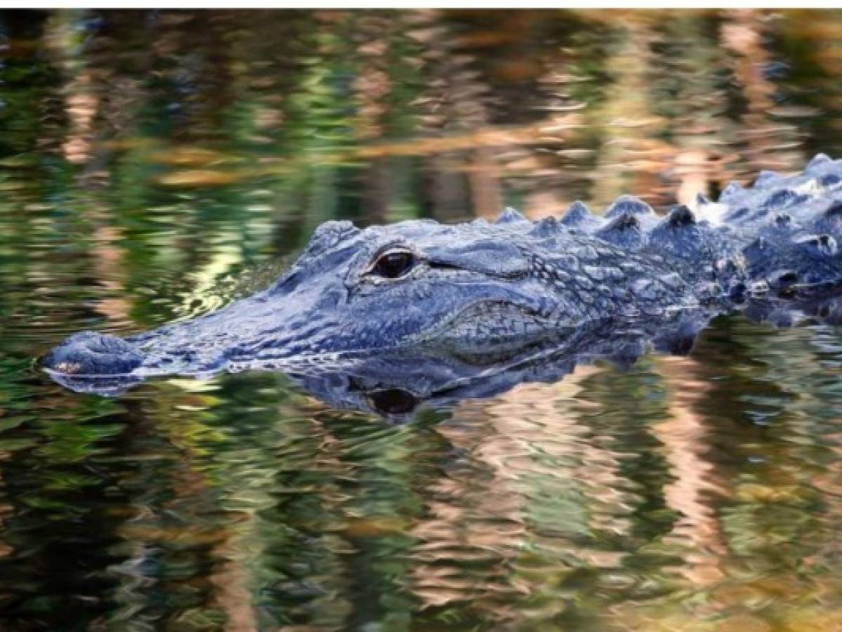 Otro peligro para los migrantes: Río Bravo alberga cocodrilos y hasta caimanes