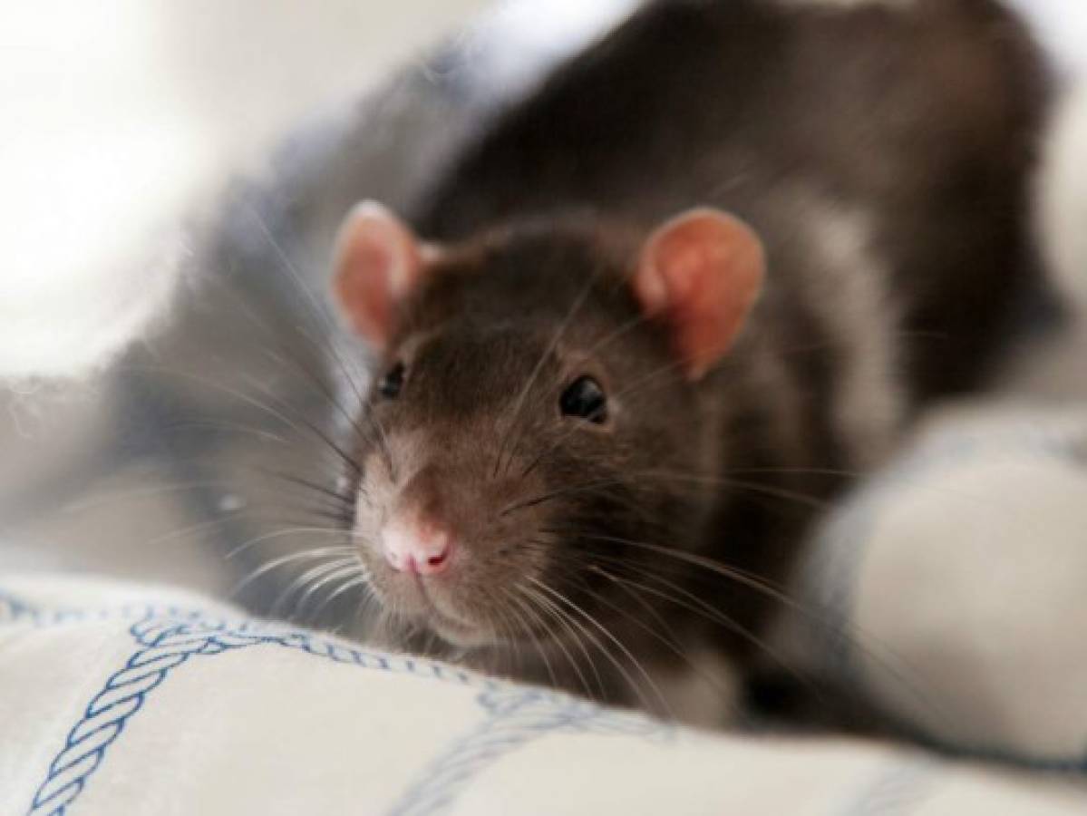 Adolescente parapléjica atacada por ratas en su cama en Francia