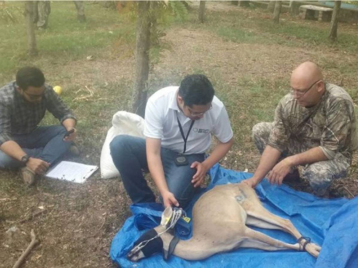 Operación Ciclón IV: Rescatan a 19 venados cola blanca en Comayagua