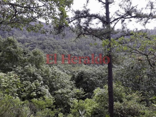 Pineda, una belleza oculta en el municipio de Marales