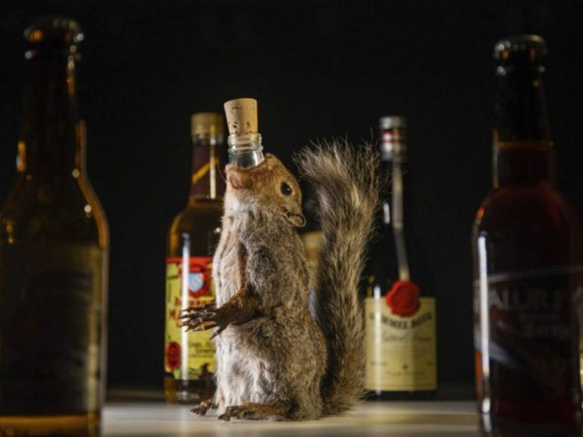 Presentan exposición de bebidas alcohólicas asquerosas