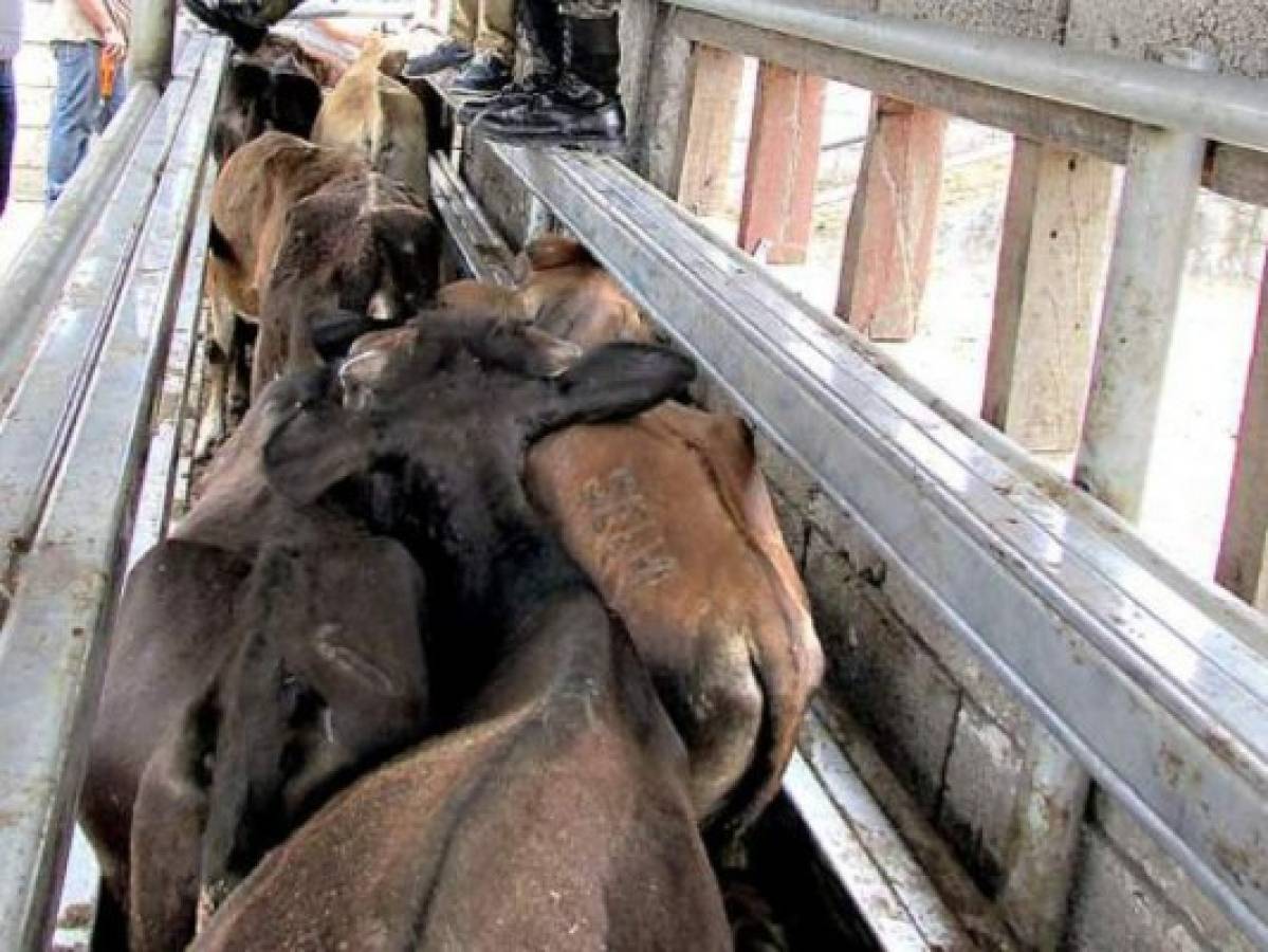 Aumentan a 44 las vacas fallecidas en poder de la OABI