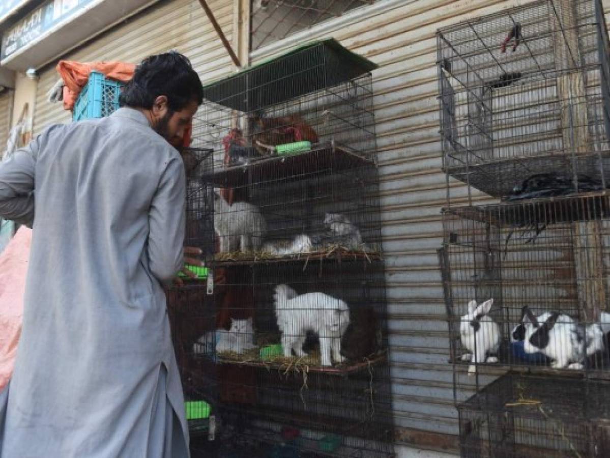 Cientos de gatos, perros o conejos, víctimas indirectas del coronavirus en Pakistán  