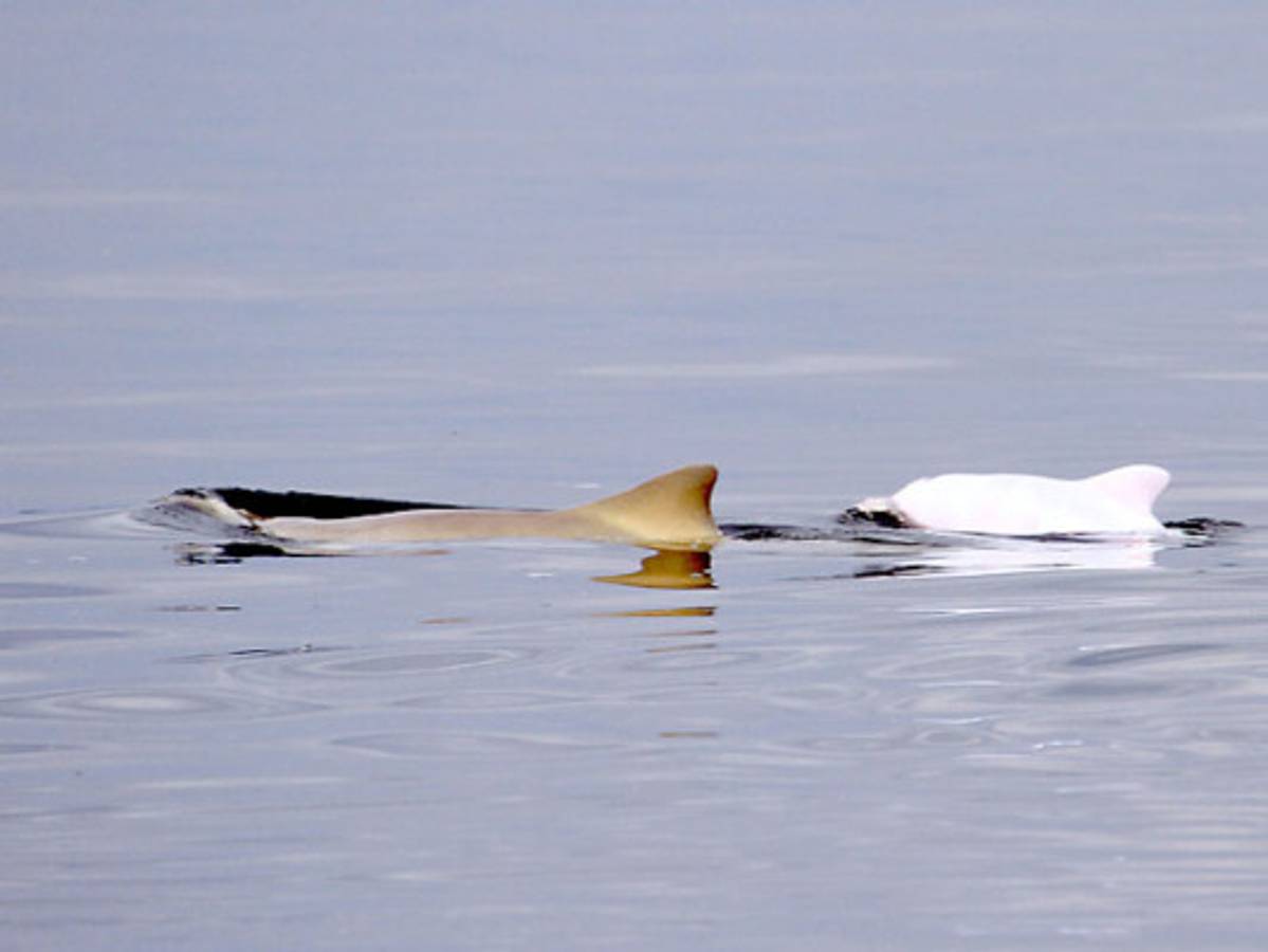 Delfín albino