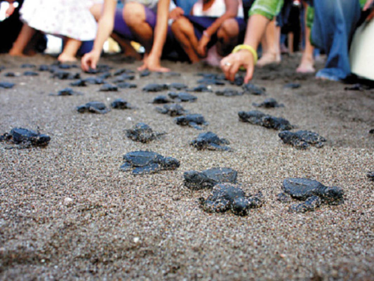 Playas de la zona sur son visitadas por decenas de tortugas golfinas