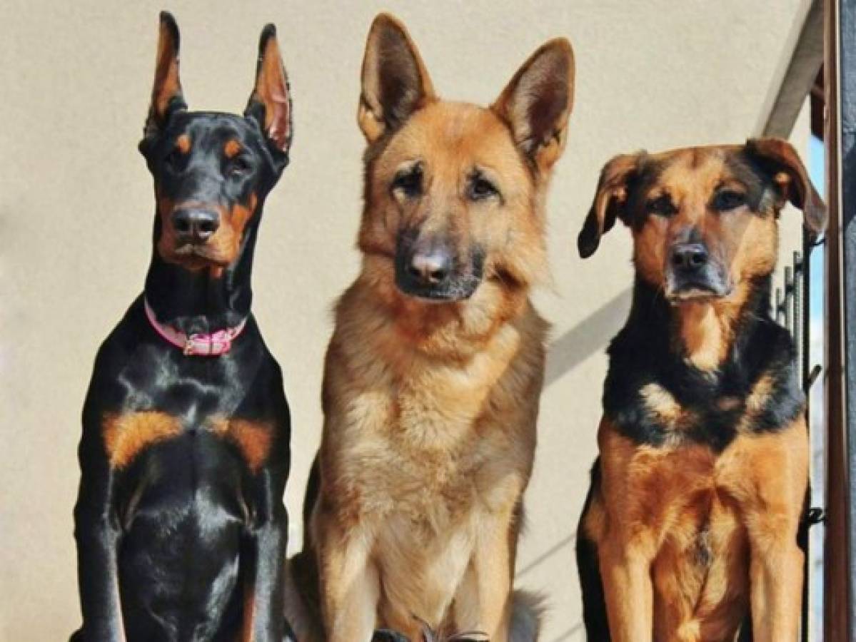 Los perros pueden entrenarse para detectar malaria, dicen investigadores