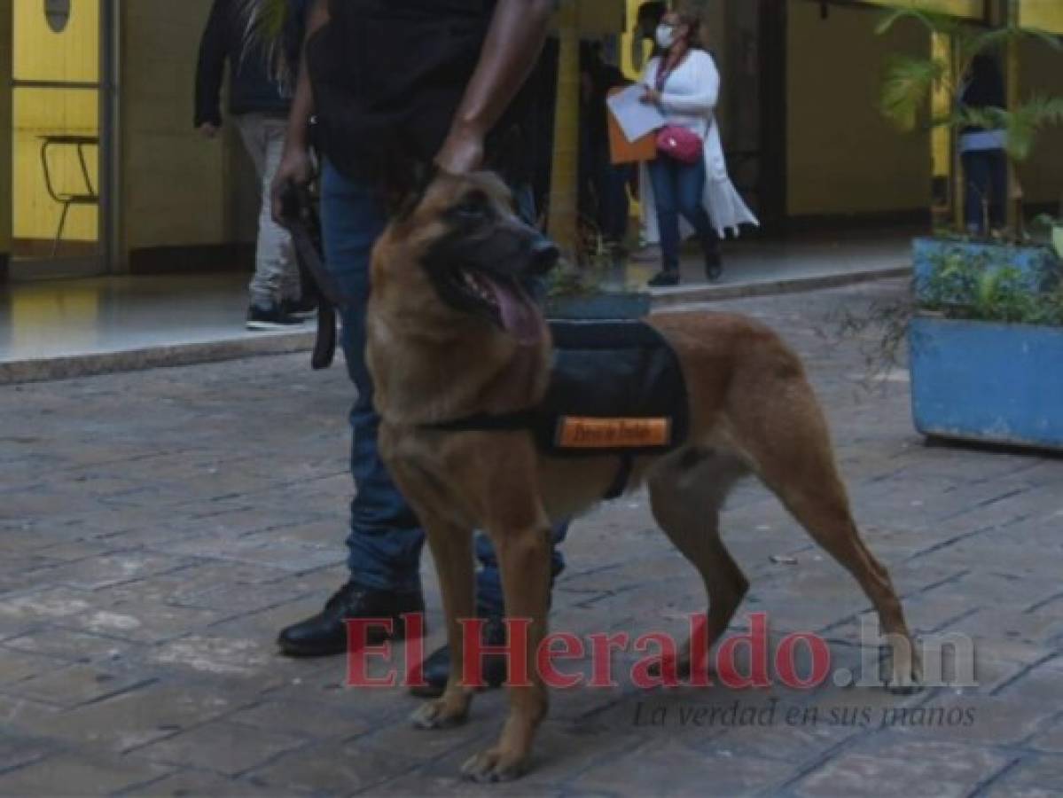 Elio, el perro que resguarda la UNAH durante las elecciones primarias
