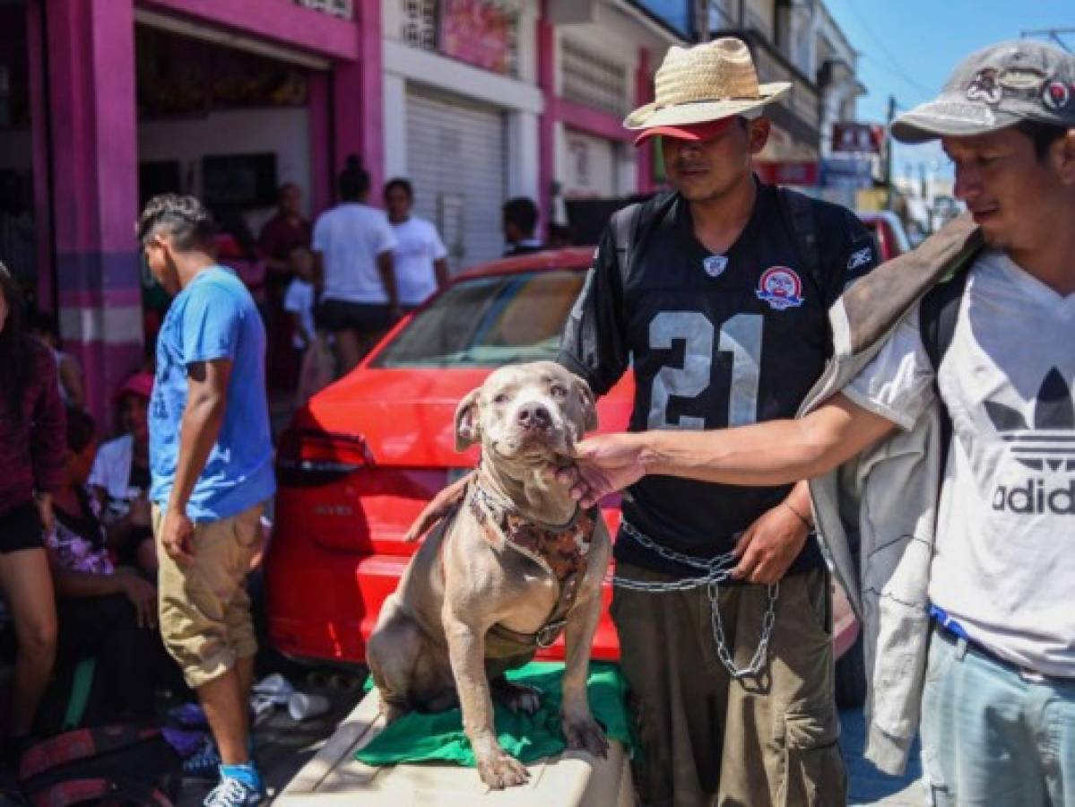 'Bolillo', el perro que viaja con la caravana de migrantes hondureños