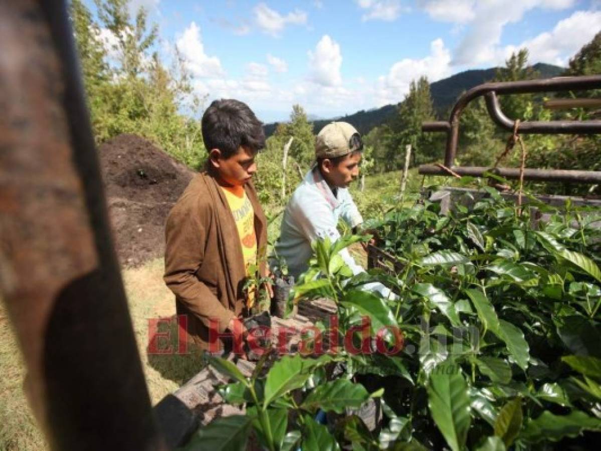 Abrirán las fronteras para el ingreso de cortadores de café