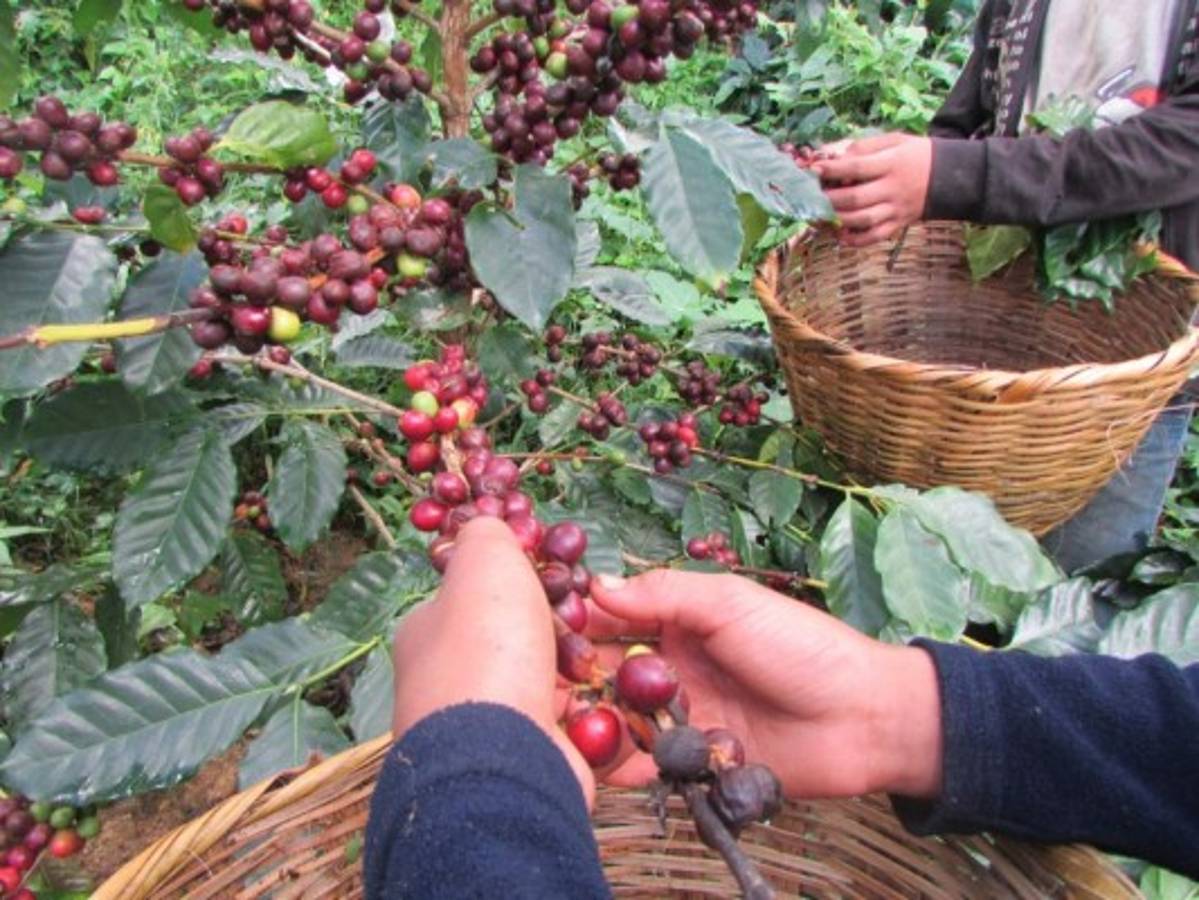 60 mil corteros se necesitan para recolectar café