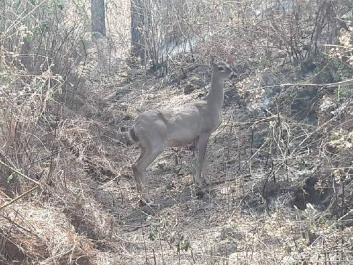 Venado busca refugio tras incendio en bosque de Tatumbla, Francisco Morazán