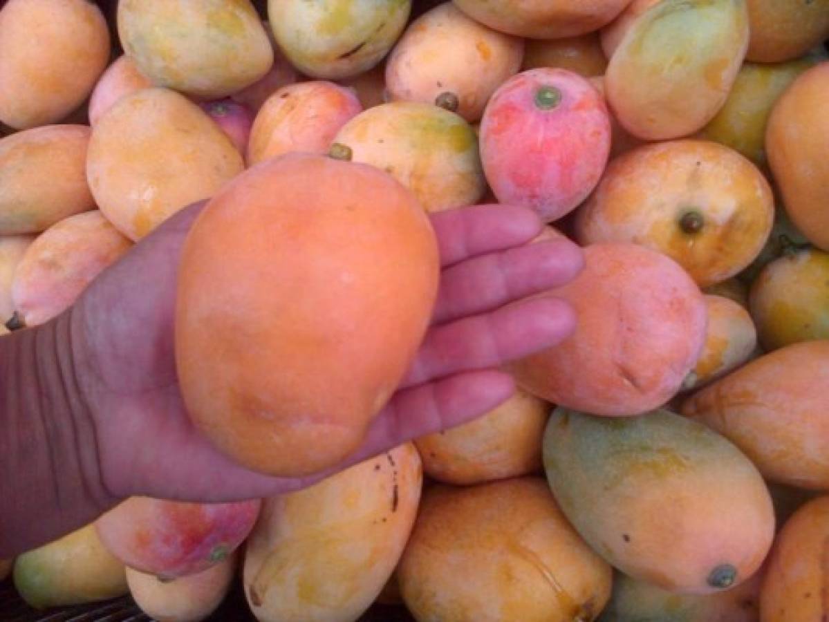 Yuscarán celebra su tradicional Festival del Mango