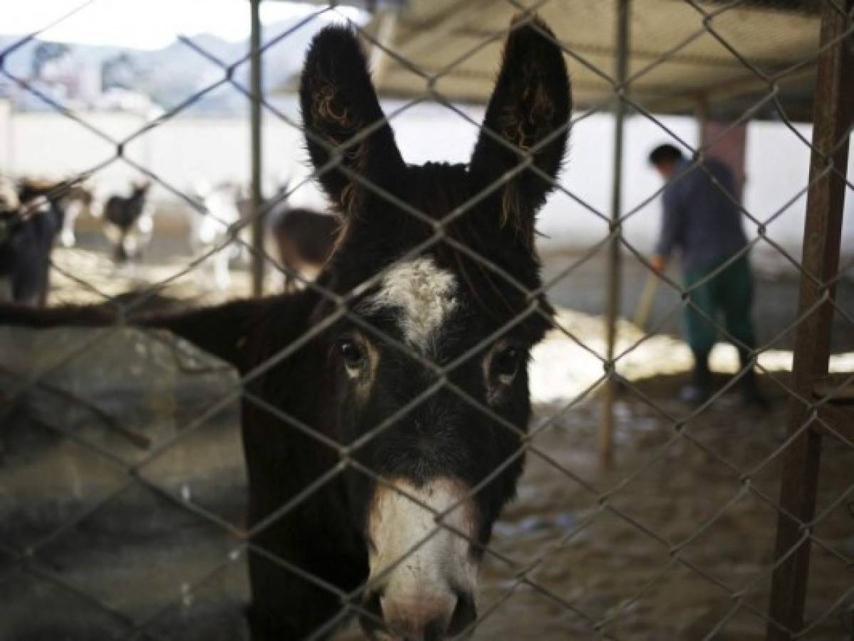 Anticuerpos de alpacas y burros, una alternativa para tratar el covid-19