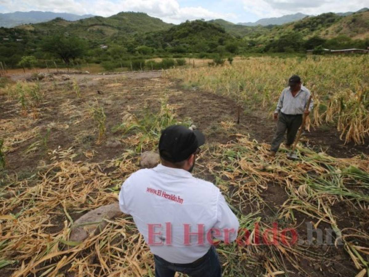Honduras: Contratos de cosechadoras de agua fueron una arca abierta