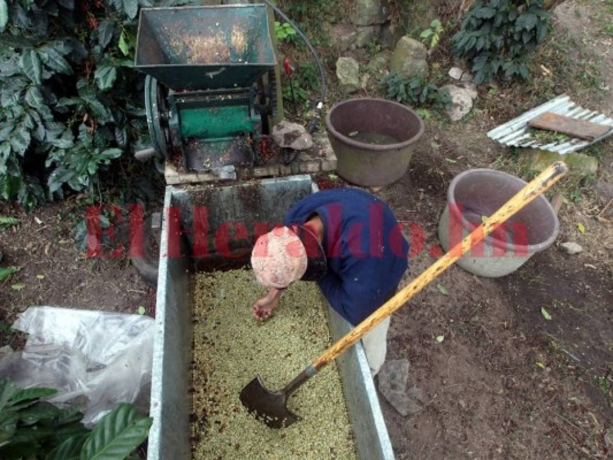 Deprimido inicia este lunes el sector cafetalero la cosecha 2018/2019