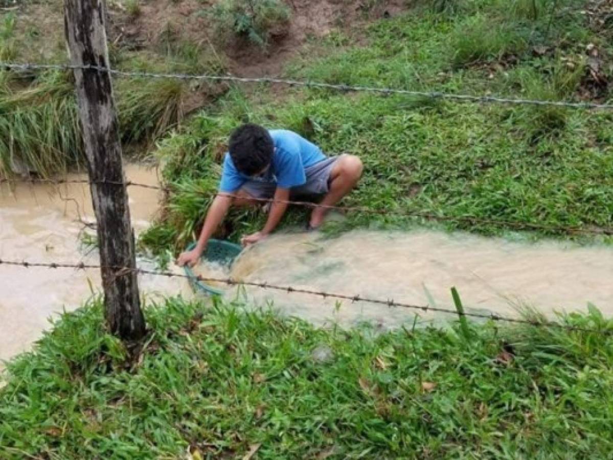 Yoro: Por primera vez la esperada lluvia de peces cae en septiembre  