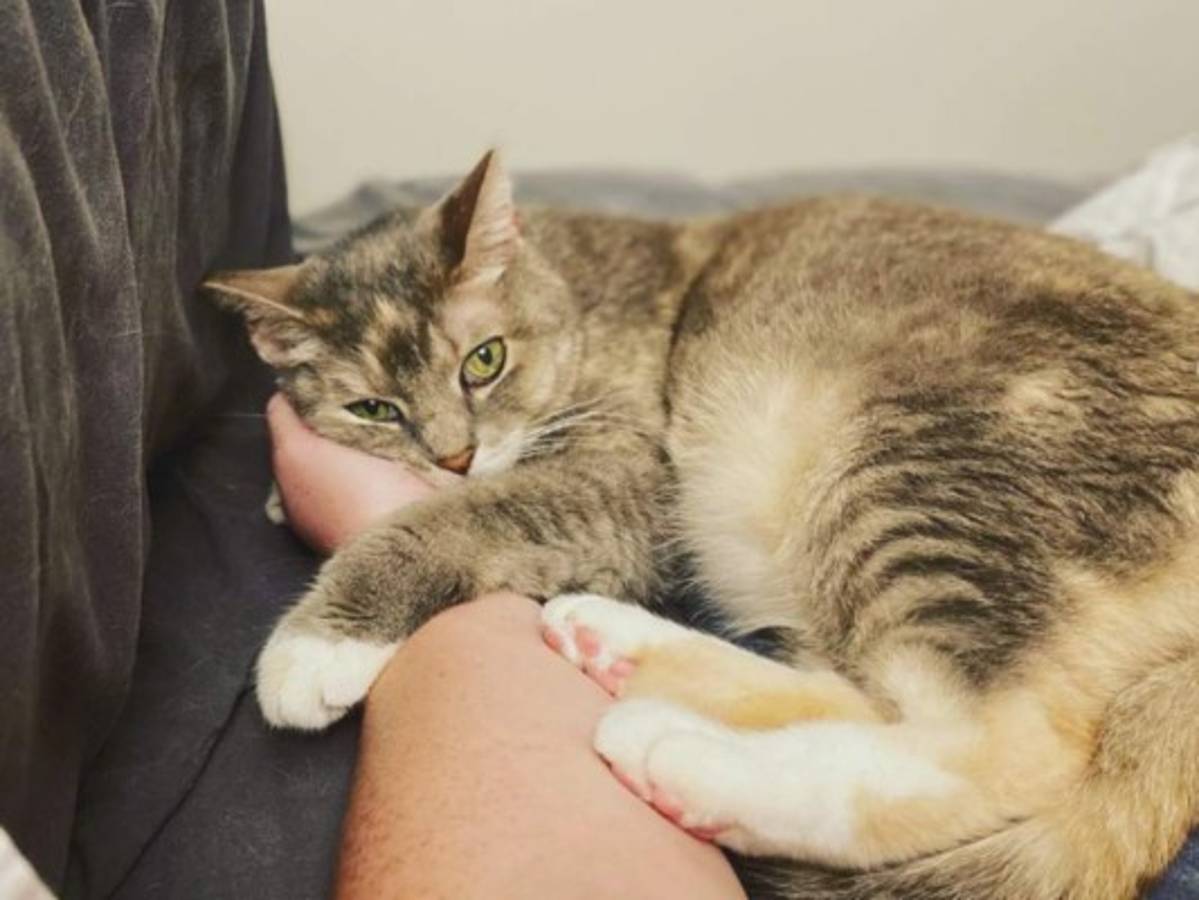 VIDEO: Gatita se queja de la música que escucha su dueña  