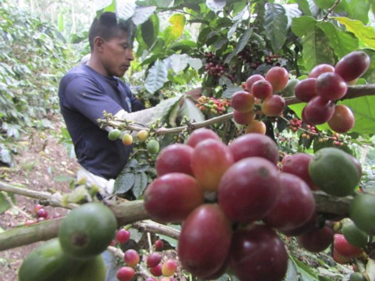 Fondos de pensiones y bancos darían crédito para los caficultores